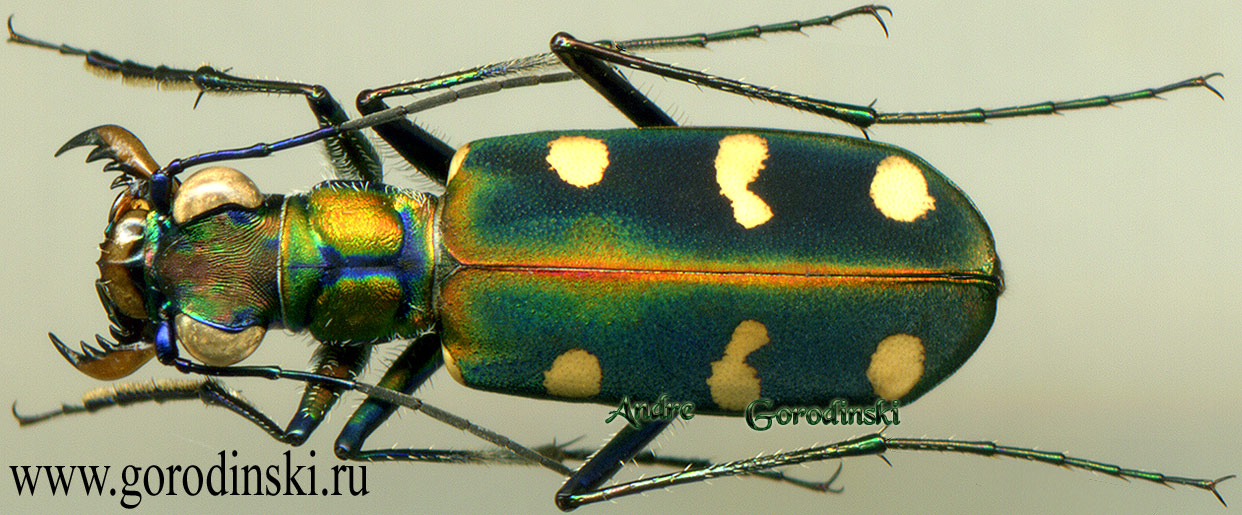 http://www.gorodinski.ru/cicindela/Cosmodela virgula.jpg